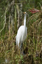 Great Egret (Ardea alba), in the swamp, spring, Everglades National Park, Florida, USA, North