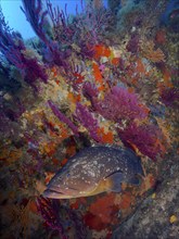 A Dusky Grouper (Epinephelus marginatus) (Mycteroperca marginatus) in a colourful coral reef under