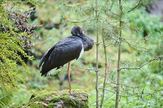 Black stork (Ciconia nigra) standing on a rock in a forest, Bavaria, Germany, Europe