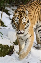 Siberian tiger (Panthera tigris altaica) walking in the snow in winter, captive, Germany, Europe