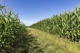 Symbolic image, renewable energies, maize plants, biogas plant, feed maize, maize cobs, immature,