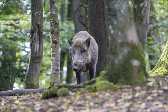 Wild boar (Sus scrofa), boar, Vulkaneifel, Rhineland-Palatinate, Germany, Europe