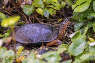 American tortoise (Rhinoclemmys funerea) among aquatic plants, Tortuguero National Park, Costa