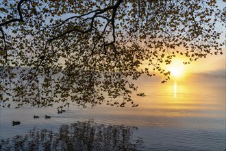 Sunrise, autumnal atmosphere at Lake Baldeney, near Haus Scheppen, in Essen, North