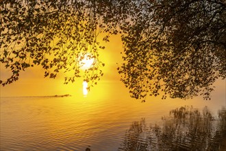 Autumn colours on the Platanen Allee, Hardenberg Ufer, lakeside path on Lake Baldeney, near Haus