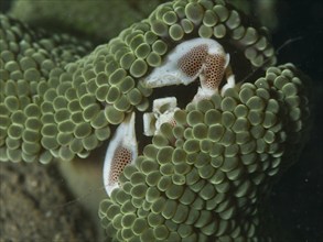 Porcelain crab, spotted porcelain crab (Neopetrolisthes maculatus), hidden in a green sea anemone,