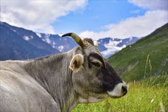 Portrait of a cow with horns on a mountain pasture in Tyrol, snow-capped mountains in the