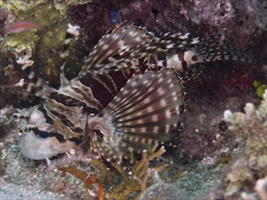 A striped fish with conspicuous fins, zebra lionfish (Dendrochirus zebra, on the seabed, dive site