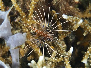 An antenna lionfish (Pterois antennata) hovers between stony corals, dive site Twin Reef,