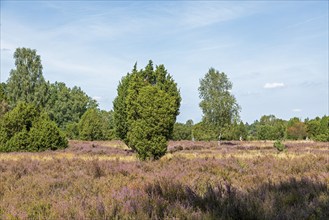 Heather blossom, juniper (Juniperus communis), near Wilsede, Bispingen, Lüneburg Heath, Lower