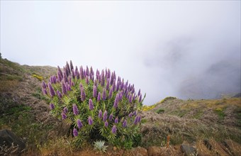 View near Pico do Arieiro of mountains in clouds with Pride of Madeira flowers and blooming Cytisus