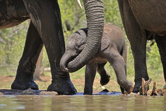 African elephant (Loxodonta africana), young animal, with mother, baby elephant, calf, at the