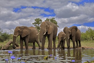 African elephant (Loxodonta africana), adult, juvenile, group with juveniles, at the water,