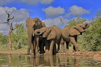 African elephant (Loxodonta africana), adult, juvenile, group with juveniles, at the water,