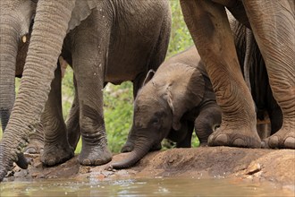 African elephant (Loxodonta africana), young animal, calf, baby elephant, mother, young animal with