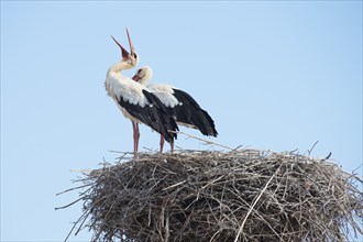 White storks (Ciconia ciconia) on the nest, Algarve, Portugal, Europe