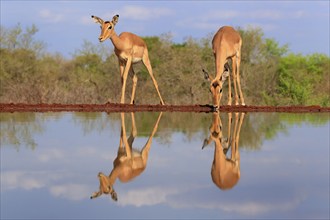 Black Heeler Antelope (Aepyceros melampus), adult, female, two, at the water, drinking, Kruger