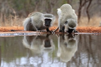 Vervet Monkey (Chlorocebus pygerythrus), adult, two animals, drinking, at the water, Kruger