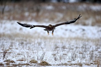 Steppe eagle (Aquila nipalensis), adult in the snow, flying, in winter, snow, Zdarske Vrchy,