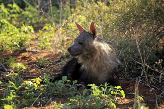 Brown hyena (Parahyaena brunnea), brown hyena, beach wolf, adult, Tswalu Game Reserve, Kalahari,