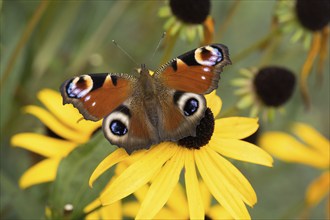 A peacock butterfly (Inachis io) resting on a blooming yellow flower in nature, Hesse, Germany,