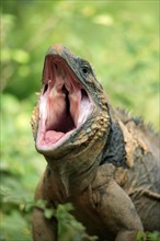 Blue iguana (Cyclura lewesi), Grand Cayman iguana, portrait, yawning, looming, Grand Cayman, Cayman