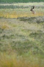 Fallow deer (Cervus dama), male, rut, Hesse, Germany, Europe