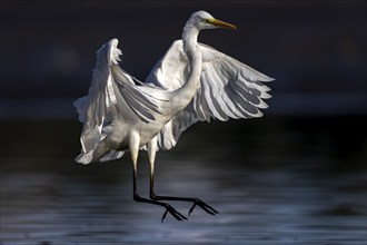 Great White Egret, (Ardea cinerea), landing in the shallows of a fish pond, Lusatia, Saxony