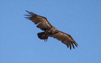 White-backed vulture (Gyps africanus) in flight against a blue sky, Etosha National Park, Namibia,