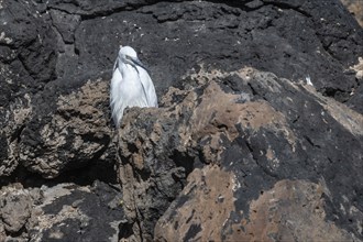 Little Egret (Egretta garzetta), Lanzarote, Canary Islands, Spain, Europe