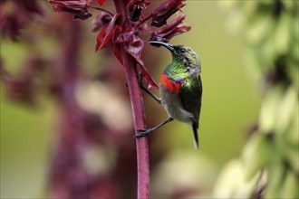 Cape Sunbird (Cinnyris chalybeus), adult, foraging, feeding, on giant honey flower (Melianthus