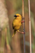 Eastern golden weaver (Ploceus subaureus), adult, male, auto-waiting, alert, preparing nest, Saint