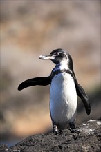 Galapagos Penguin (Sphenicus mendiculus), adult, water, rocks, sea, Galapagos Islands, Ecuador,