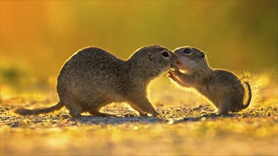 European ground squirrel (Spermophilus citellus) curious and interested, group looking for food,