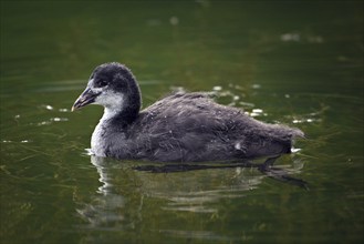 Common Coot (Fulica atra) portrait of young bird in the water