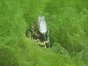 A moray eel, star spotted moray eel (Echidna nebulosa), looks out from its hiding place in green