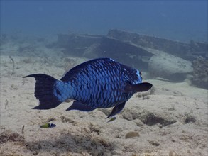 A blue fish, midnight parrotfish (Scarus coelestinus), swims on the coral reef next to a wreck in