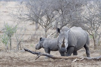 Southern white rhinoceroses (Ceratotherium simum simum), mother with calf standing in dry grass,