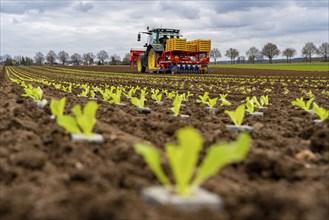 Lettuce plants, in press pots, they are planted in a field with a planting machine, agriculture,