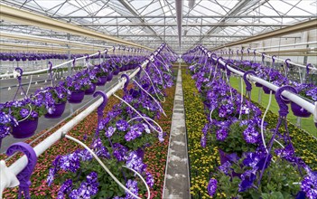 Horticulture company, flower pots, so-called petunia ampel, grow in a greenhouse, under the glass