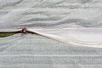 Potato field, fleece cover is removed, the fleece is intended to protect against weather