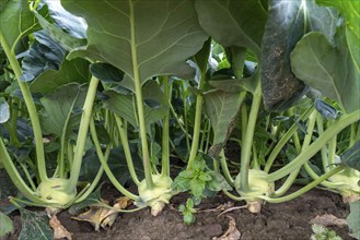 Field with kohlrabi plants, kohlrabi tubers, North Rhine-Westphalia, Germany, Europe