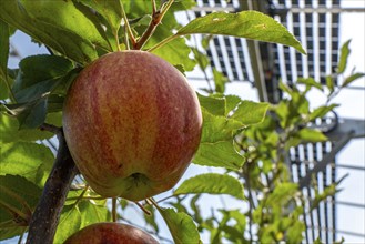 Agri-photovoltaic test plant, an apple tree plantation with two different systems of PV modules was