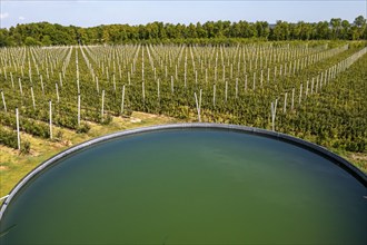 Fruit growing, berry crops, rainwater tank for plant irrigation, Germany, Europe