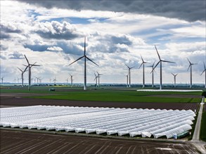 Agriculture, large areas with foil tunnel, for the cultivation of strawberries, freshly cultivated