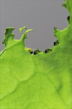 Caterpillars of the cabbage white butterfly, July, Germany, Europe