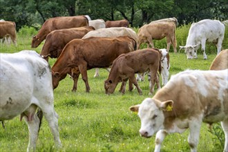 Herd of cattle, dairy cows, grazing in the Styrumer Ruhrauen, Mülheim an der Ruhr, North