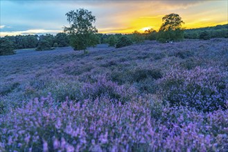 The Westruper Heide, in the Hohe Mark Westmünsterland nature park Park, near Haltern am See,