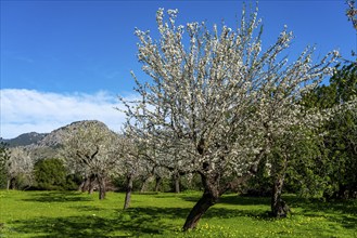 Almond blossom on Majorca, from January to March many hundreds of thousands of almond trees blossom