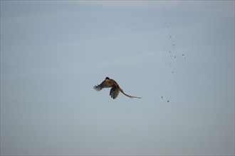 Pheasant (Phasianus colchicus) is hit by shotgun pellets during flight so that the feathers fly,